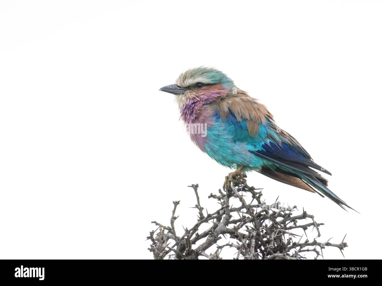 Rullo petto lilla (Coracius caudatus) su un cespuglio di spina, su uno sfondo bianco naturale Foto Stock