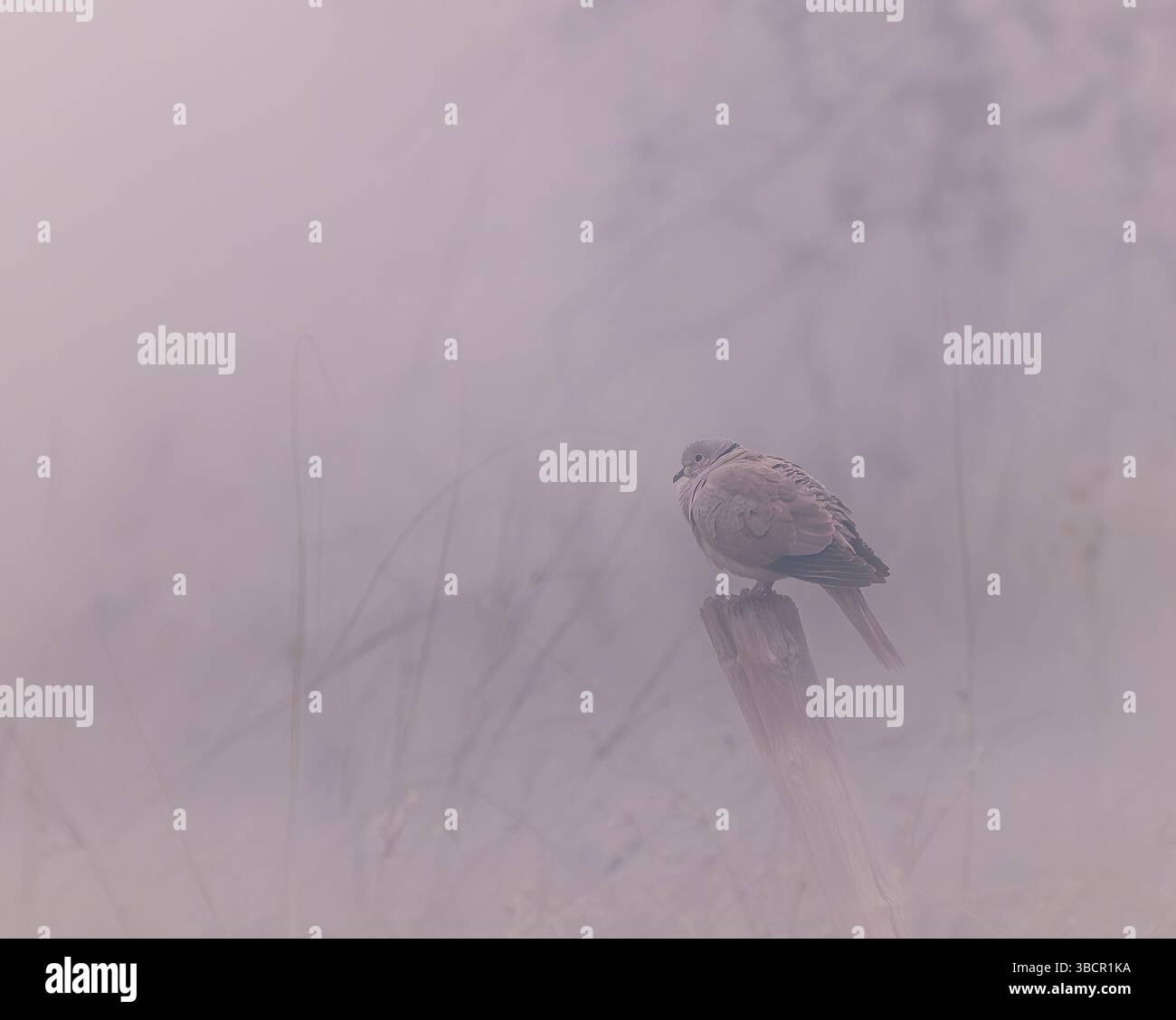Una colomba marrone solitaria è appollaiata su un palo di legno resistente agli agenti atmosferici in un ambiente esterno nebbioso o nebbioso. La messa a fuoco morbida e la luce diffusa. Foto Stock
