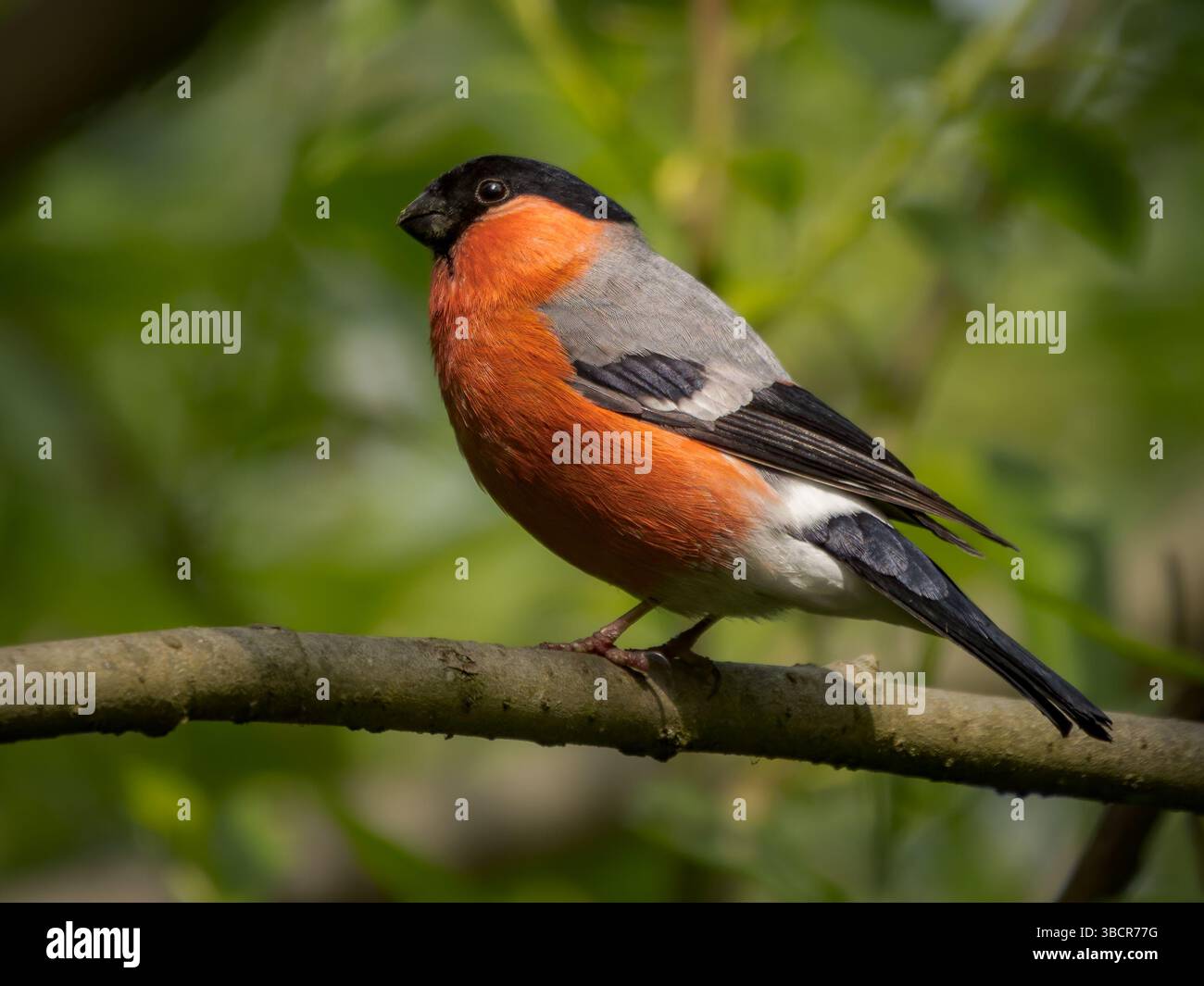 Bullfinch Portrait maschile, seduto su una diramazione, Westport Lake, Stoke on Trent, Staffordshire, Regno Unito Foto Stock
