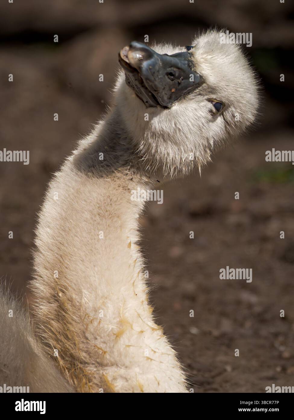 Cygnet dona alla fotocamera un look divertente, Westport Lake, Stoke on Trent, Regno Unito Foto Stock