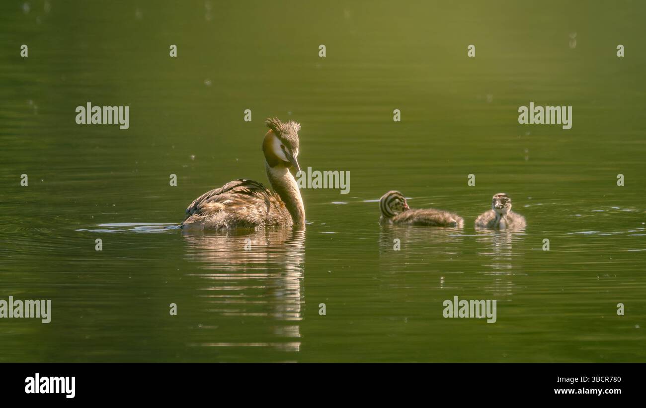 Young Great Crested Grebe Family, Ford Green Nature Reserve, Stoke on Trent, Regno Unito Foto Stock