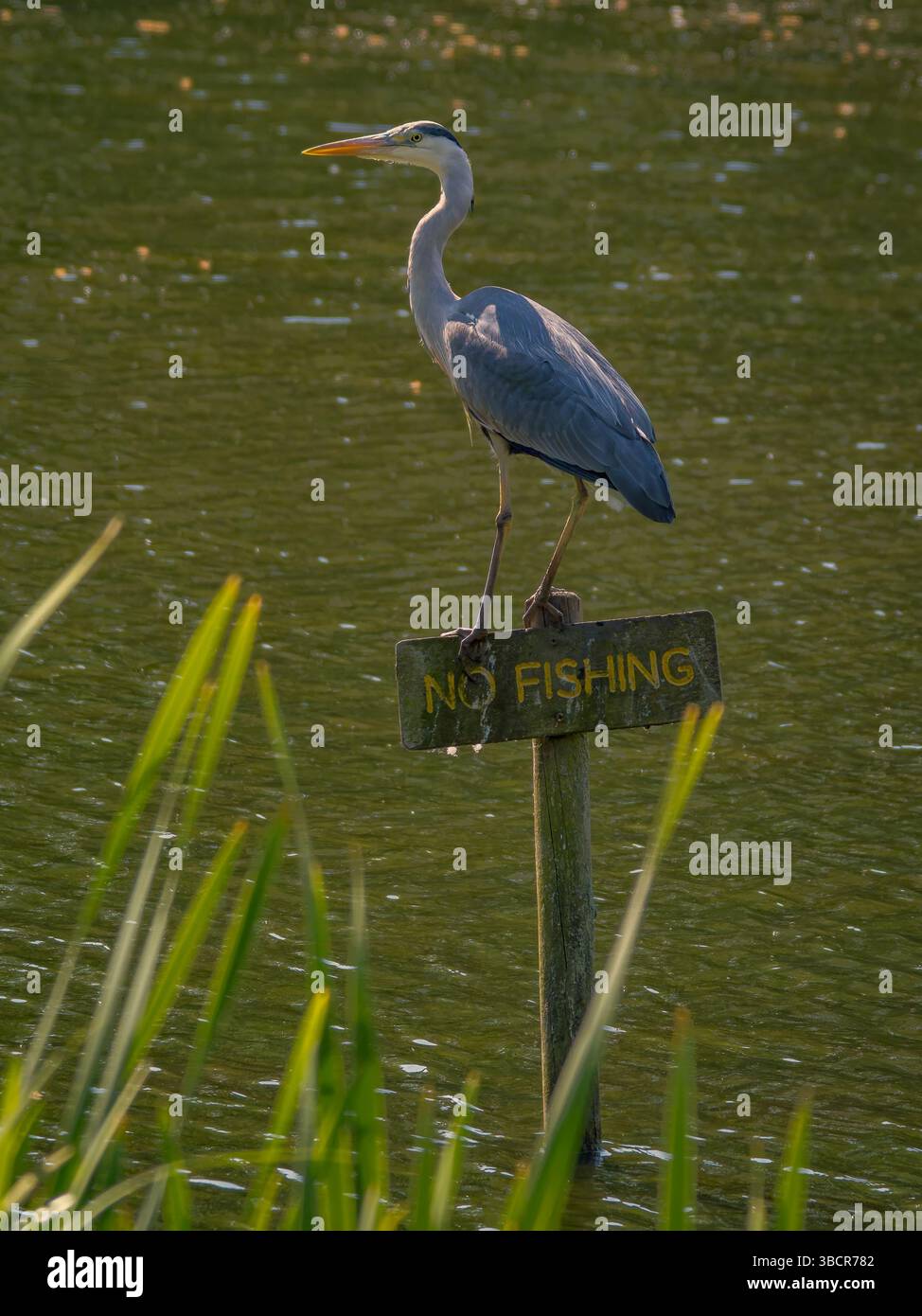 Heron siede su un cartello "No Fishing". Ford Green Nature Reserve, Stoke on Trent, Regno Unito Foto Stock