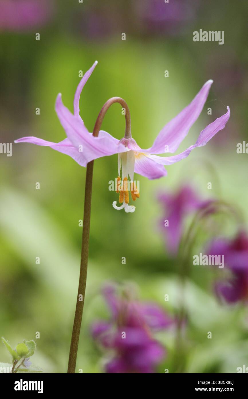 Erythronium revolutum Knightshayes Rosa, giglio di mogano, che mostra distintivi fiori rosa profondi e anterie gialle, in primavera. REGNO UNITO Foto Stock