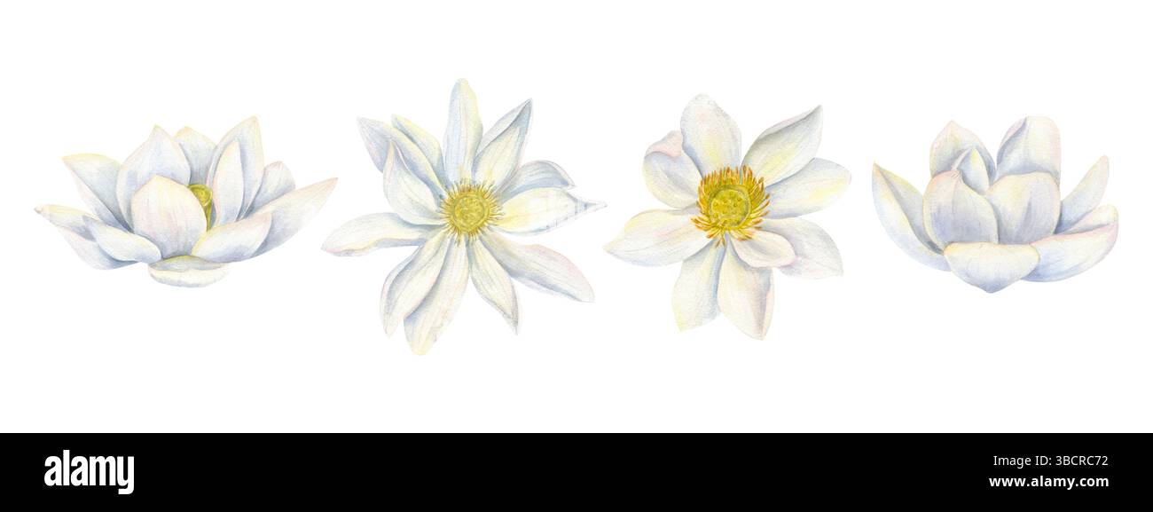 Delicati fiori di loto bianco in stile acquerello, sfondo isolato. Ninfee clip art per prodotti benessere, meditazione, yoga Foto Stock