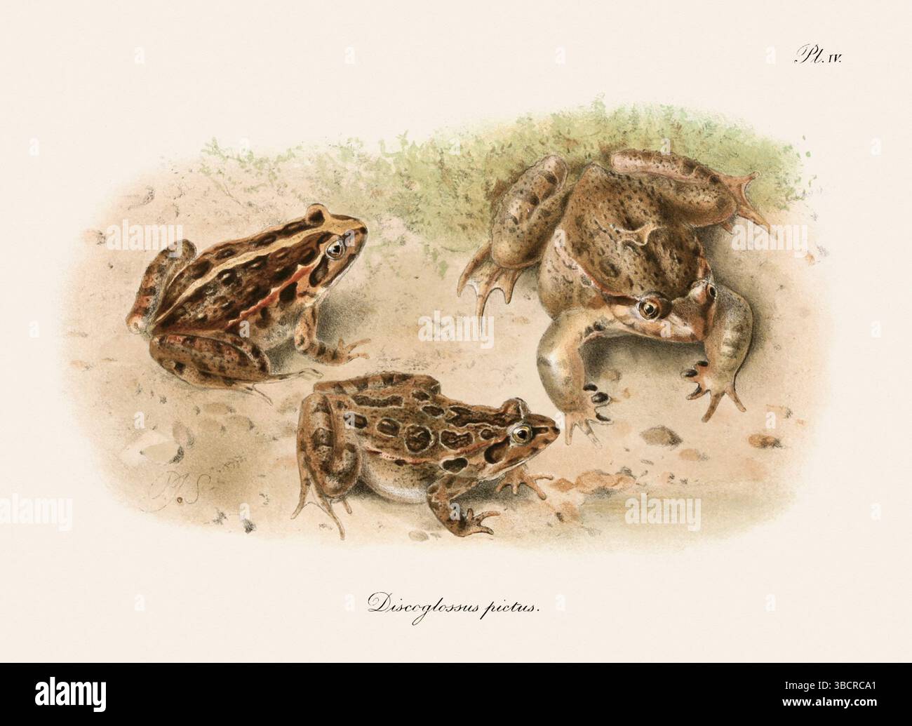 Illustrazione di rana d'epoca da un libro batrachiano pubblicato a Londra nel 1897. Stile naturalistico, perfetto per collezionisti e amanti della natura. Foto Stock