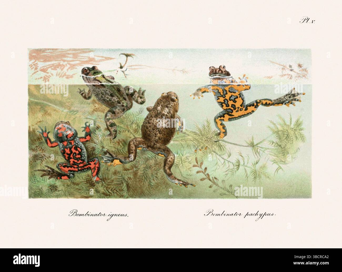 Illustrazione di rana d'epoca da un libro batrachiano pubblicato a Londra nel 1897. Stile naturalistico, perfetto per collezionisti e amanti della natura. Foto Stock