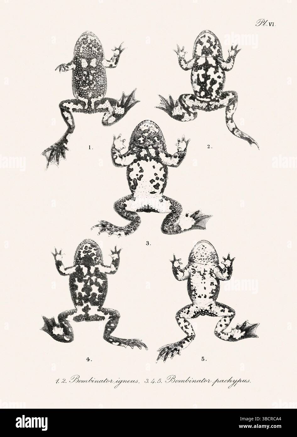 Illustrazione di rana d'epoca da un libro batrachiano pubblicato a Londra nel 1897. Stile naturalistico, perfetto per collezionisti e amanti della natura. Foto Stock