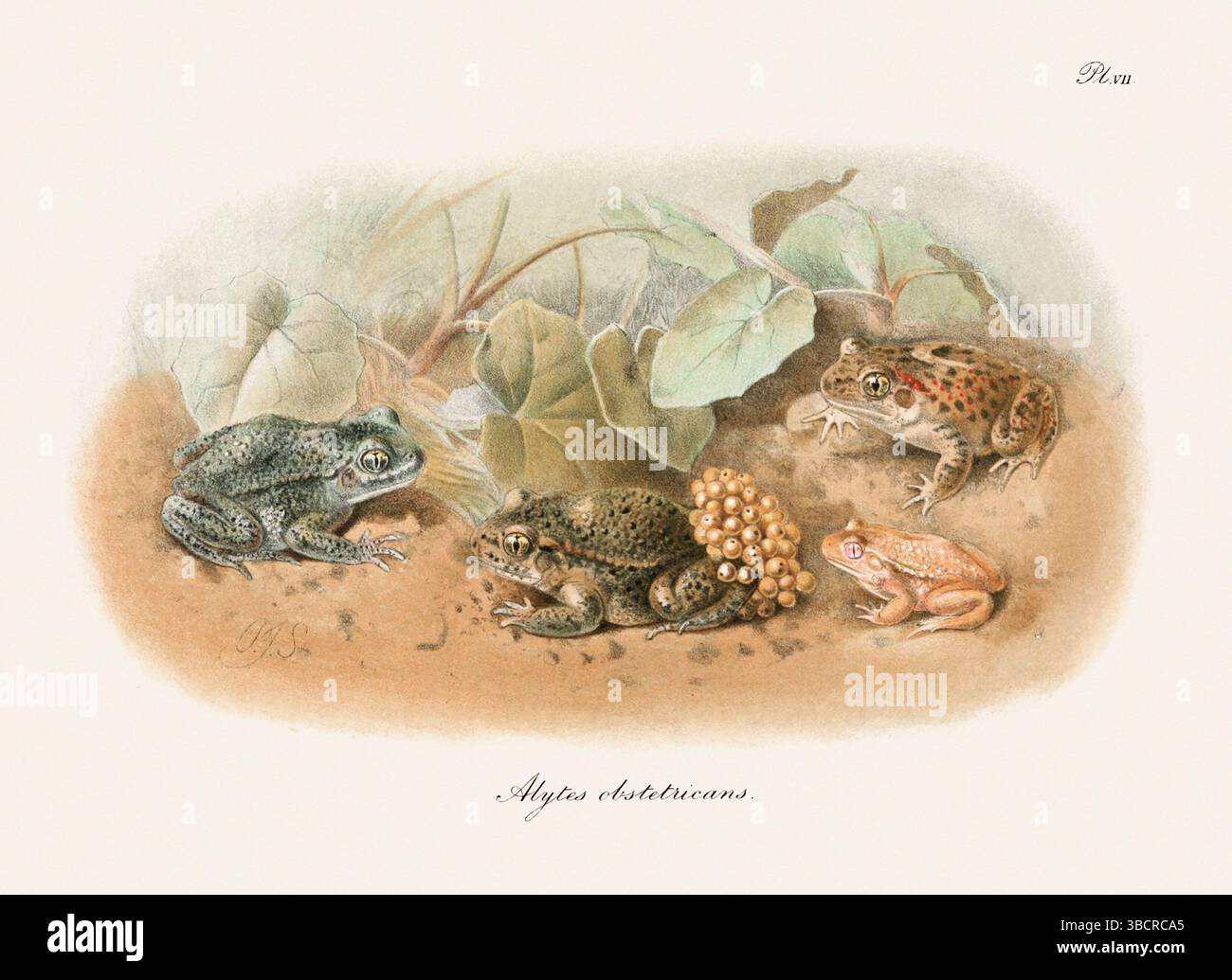 Illustrazione di rana d'epoca da un libro batrachiano pubblicato a Londra nel 1897. Stile naturalistico, perfetto per collezionisti e amanti della natura. Foto Stock