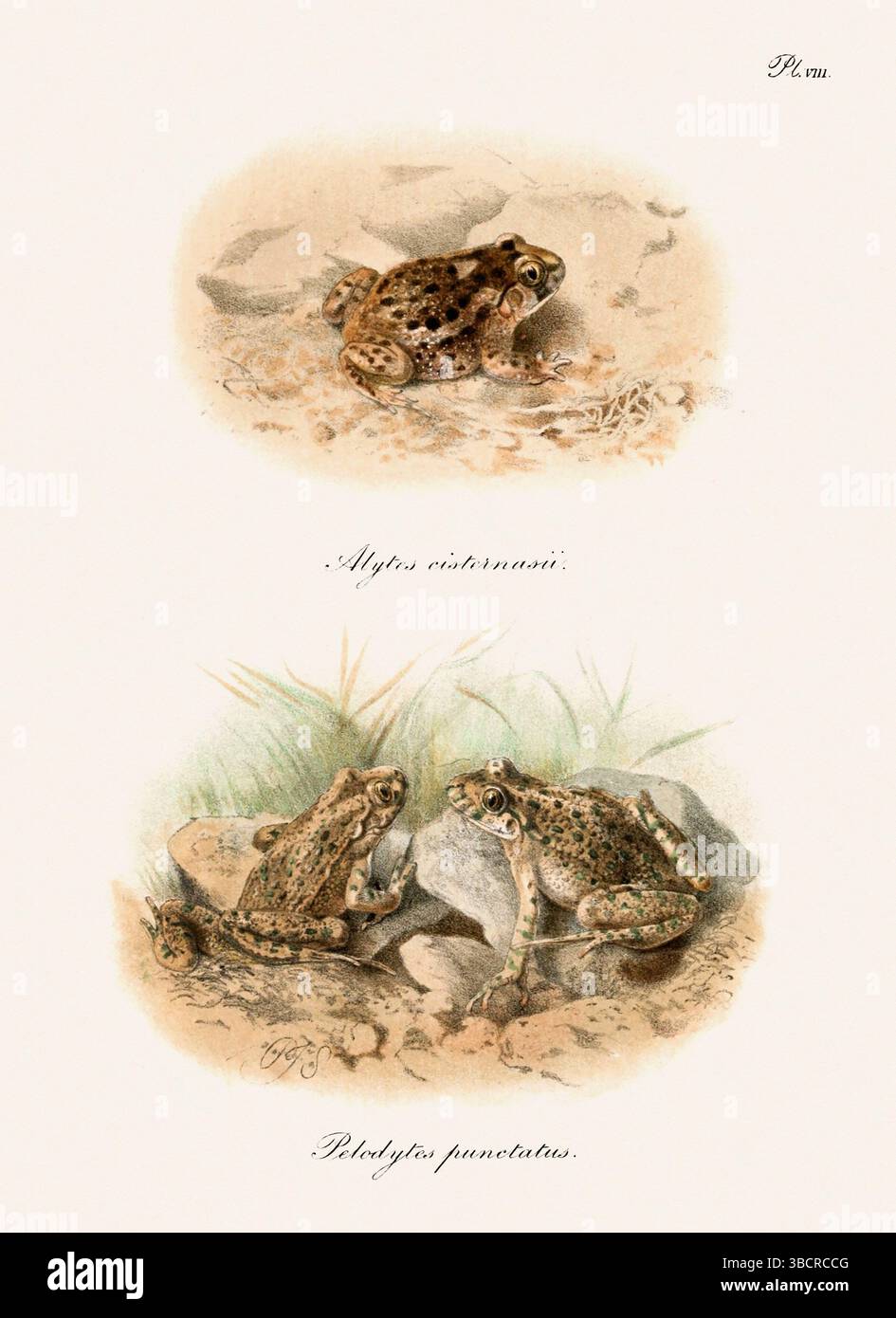 Illustrazione di rana d'epoca da un libro batrachiano pubblicato a Londra nel 1897. Stile naturalistico, perfetto per collezionisti e amanti della natura. Foto Stock