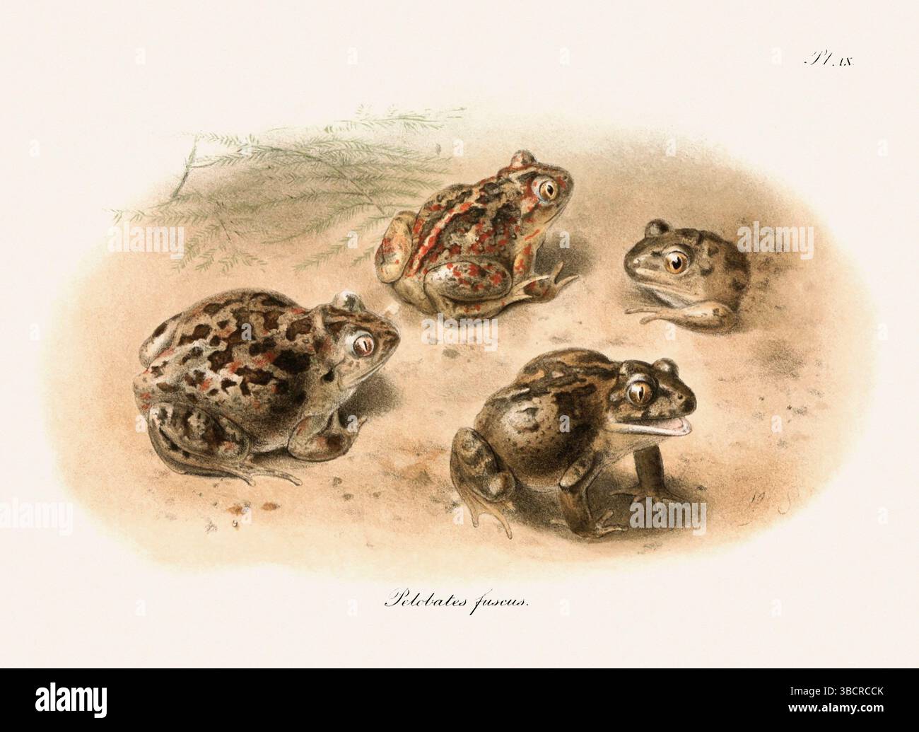 Illustrazione di rana d'epoca da un libro batrachiano pubblicato a Londra nel 1897. Stile naturalistico, perfetto per collezionisti e amanti della natura. Foto Stock