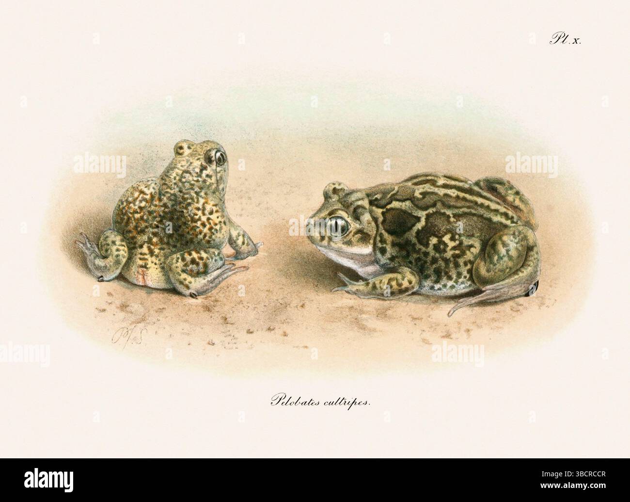 Illustrazione di rana d'epoca da un libro batrachiano pubblicato a Londra nel 1897. Stile naturalistico, perfetto per collezionisti e amanti della natura. Foto Stock