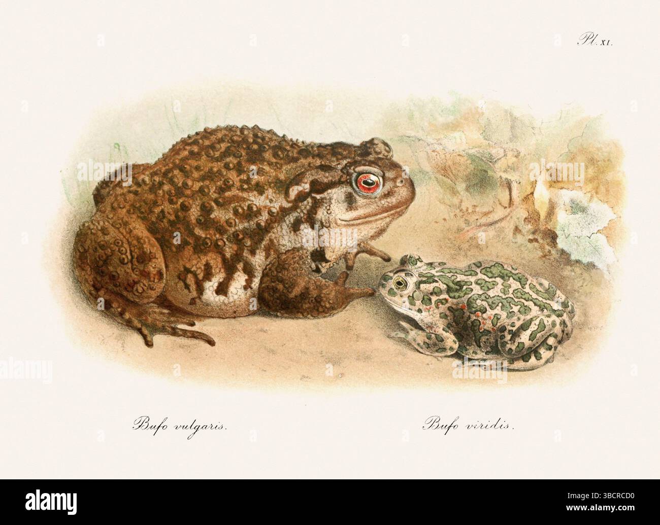 Illustrazione di rana d'epoca da un libro batrachiano pubblicato a Londra nel 1897. Stile naturalistico, perfetto per collezionisti e amanti della natura. Foto Stock