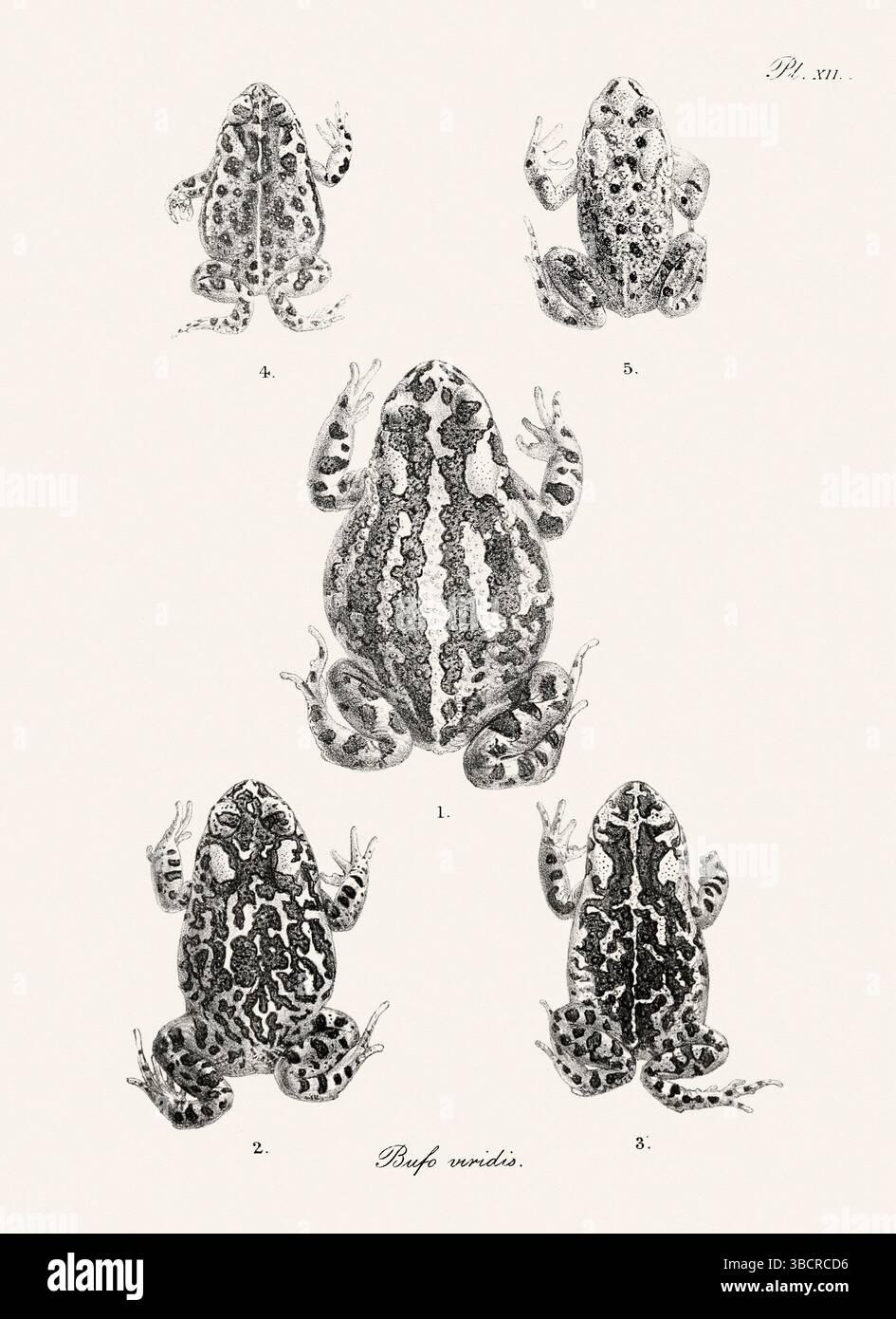Illustrazione di rana d'epoca da un libro batrachiano pubblicato a Londra nel 1897. Stile naturalistico, perfetto per collezionisti e amanti della natura. Foto Stock