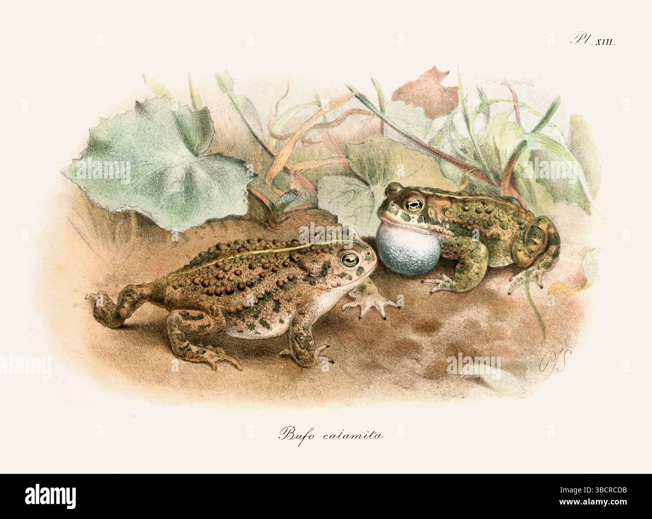 Illustrazione di rana d'epoca da un libro batrachiano pubblicato a Londra nel 1897. Stile naturalistico, perfetto per collezionisti e amanti della natura. Foto Stock