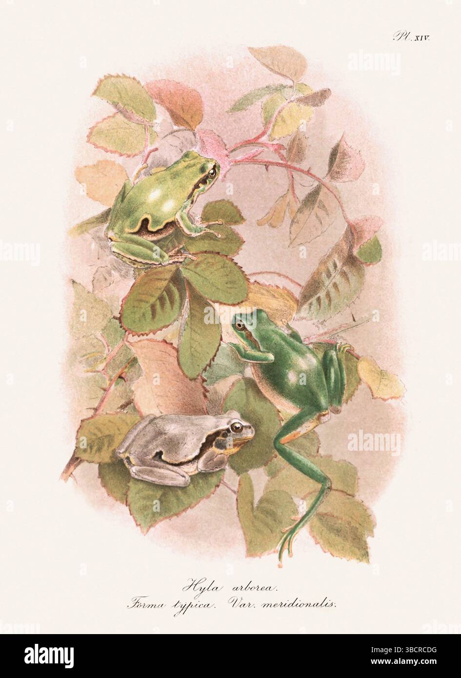 Illustrazione di rana d'epoca da un libro batrachiano pubblicato a Londra nel 1897. Stile naturalistico, perfetto per collezionisti e amanti della natura. Foto Stock