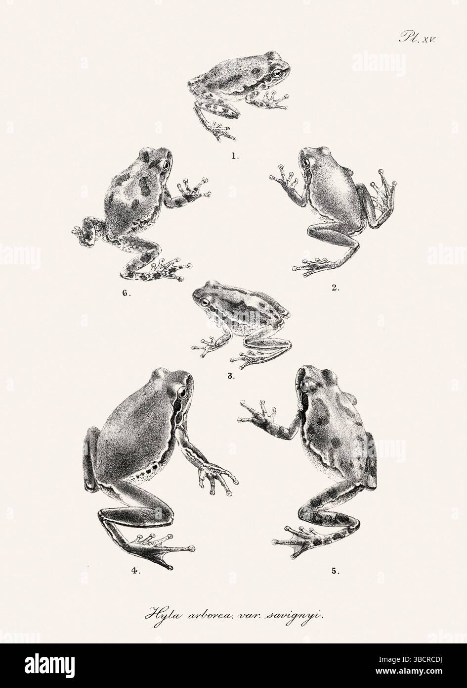 Illustrazione di rana d'epoca da un libro batrachiano pubblicato a Londra nel 1897. Stile naturalistico, perfetto per collezionisti e amanti della natura. Foto Stock