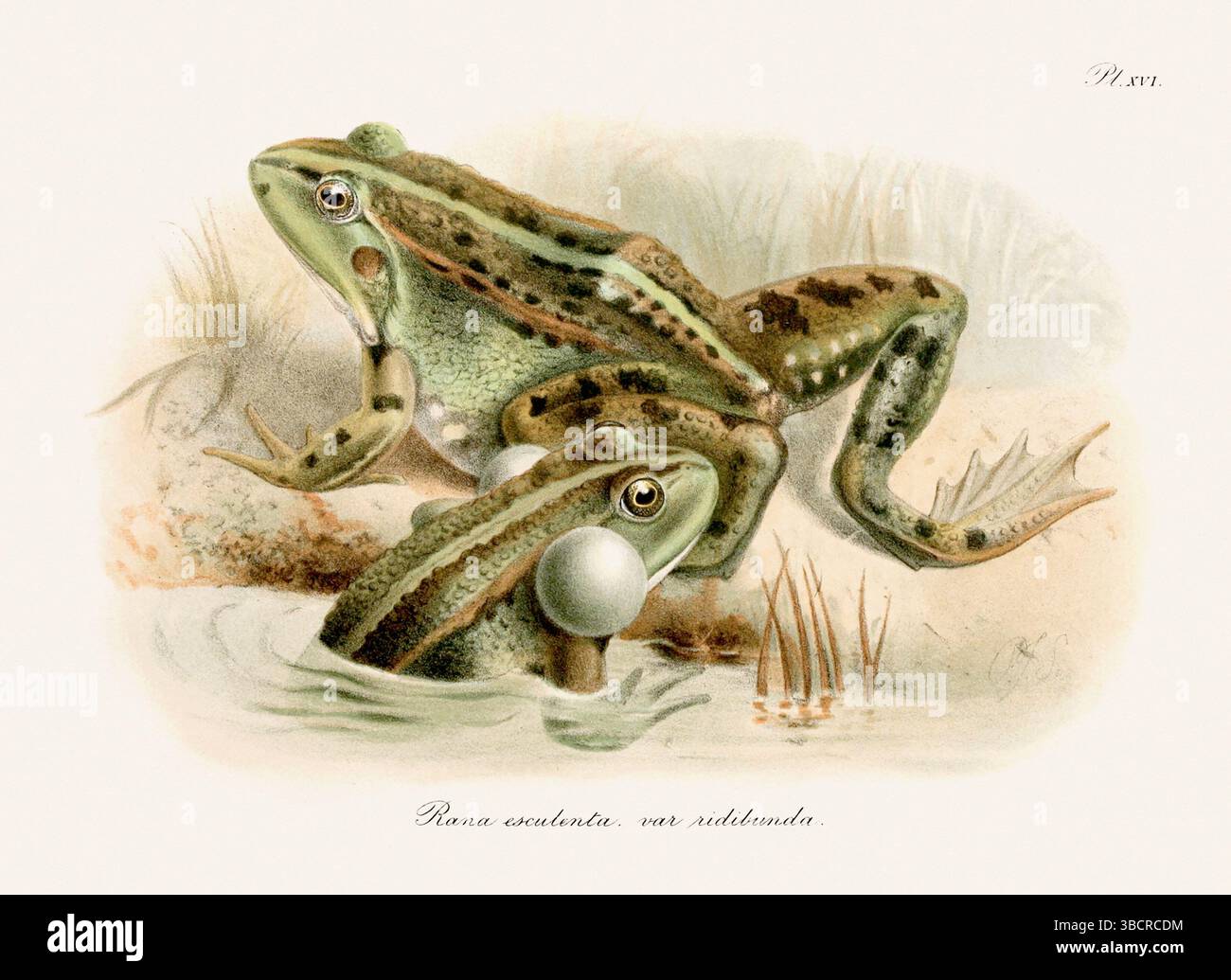 Illustrazione di rana d'epoca da un libro batrachiano pubblicato a Londra nel 1897. Stile naturalistico, perfetto per collezionisti e amanti della natura. Foto Stock