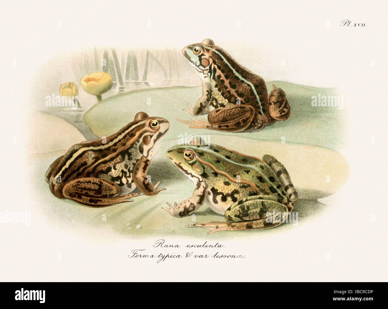 Illustrazione di rana d'epoca da un libro batrachiano pubblicato a Londra nel 1897. Stile naturalistico, perfetto per collezionisti e amanti della natura. Foto Stock