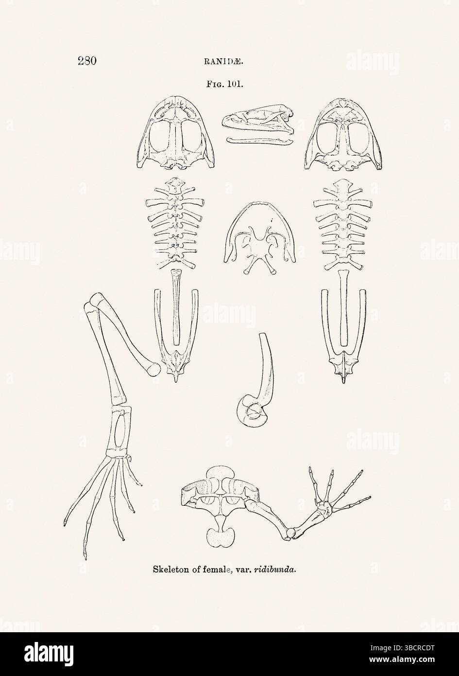 Illustrazione di rana d'epoca da un libro batrachiano pubblicato a Londra nel 1897. Stile naturalistico, perfetto per collezionisti e amanti della natura. Foto Stock