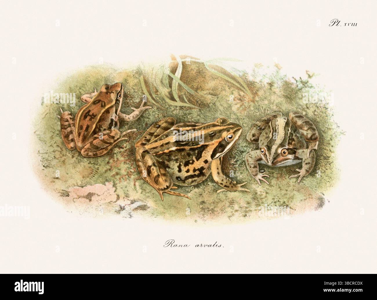 Illustrazione di rana d'epoca da un libro batrachiano pubblicato a Londra nel 1897. Stile naturalistico, perfetto per collezionisti e amanti della natura. Foto Stock