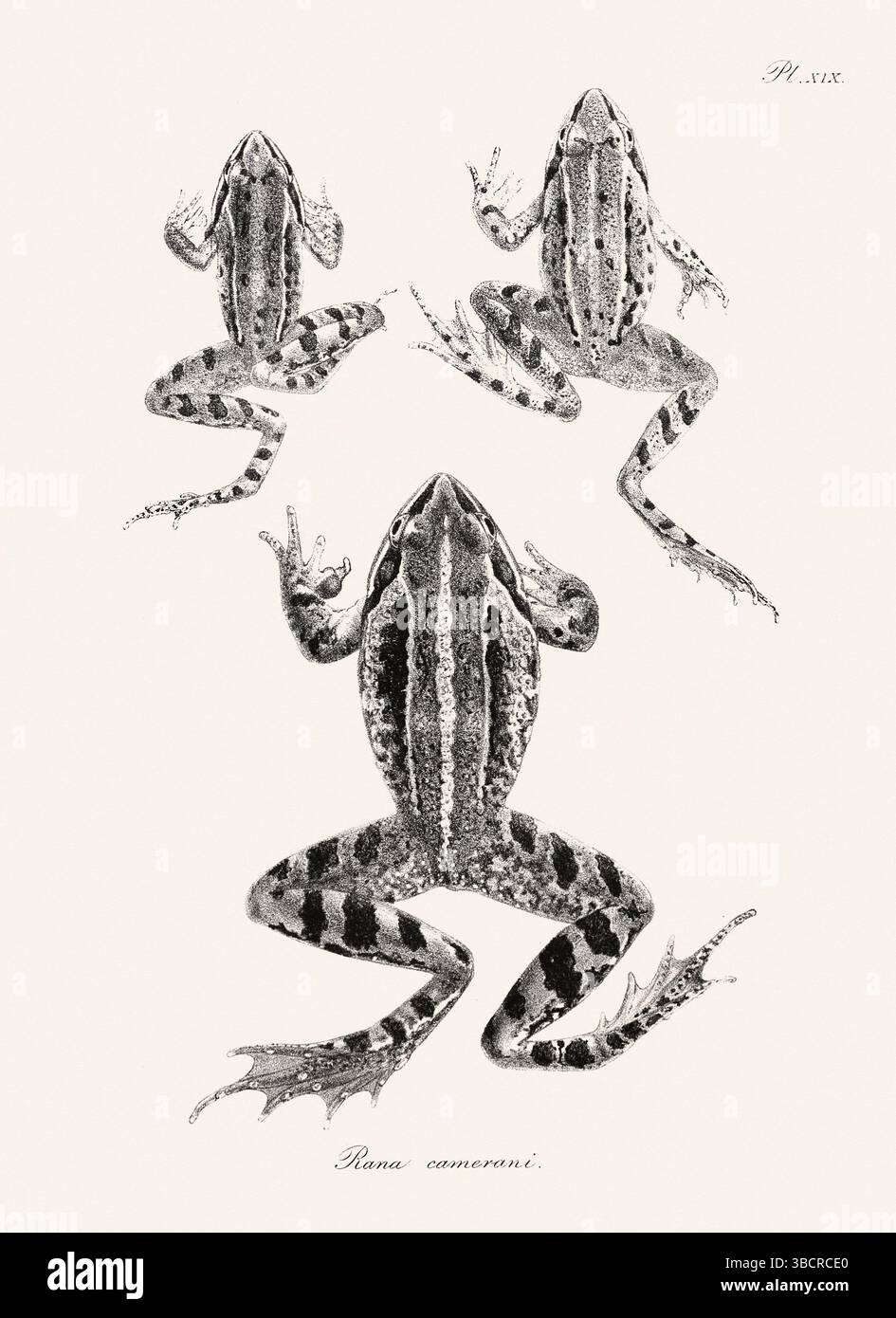Illustrazione di rana d'epoca da un libro batrachiano pubblicato a Londra nel 1897. Stile naturalistico, perfetto per collezionisti e amanti della natura. Foto Stock