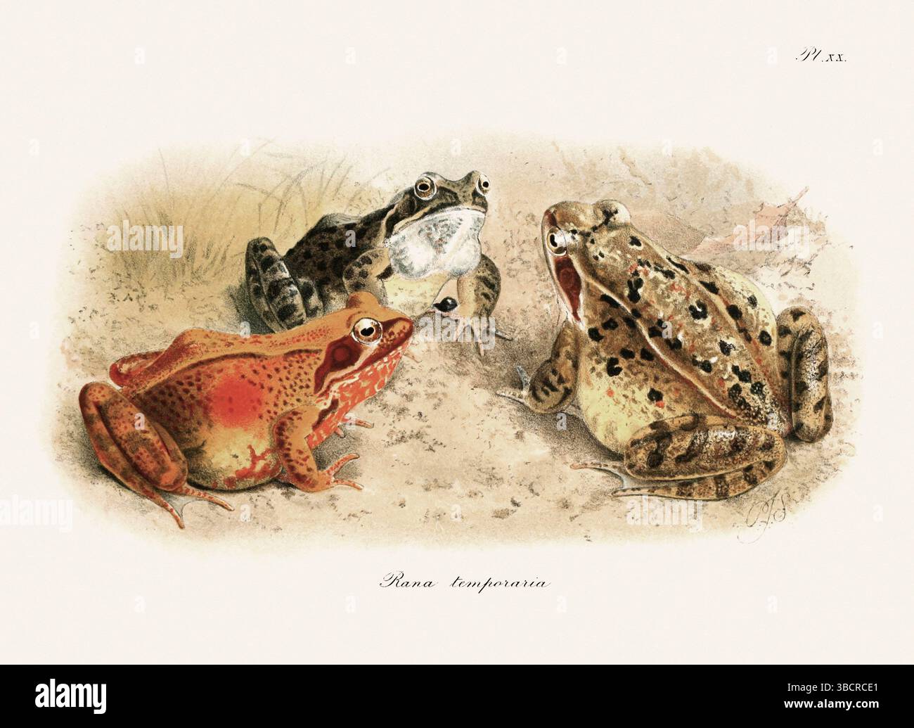 Illustrazione di rana d'epoca da un libro batrachiano pubblicato a Londra nel 1897. Stile naturalistico, perfetto per collezionisti e amanti della natura. Foto Stock