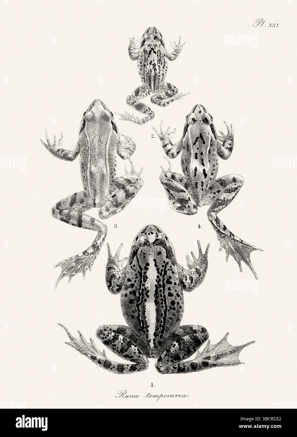 Illustrazione di rana d'epoca da un libro batrachiano pubblicato a Londra nel 1897. Stile naturalistico, perfetto per collezionisti e amanti della natura. Foto Stock