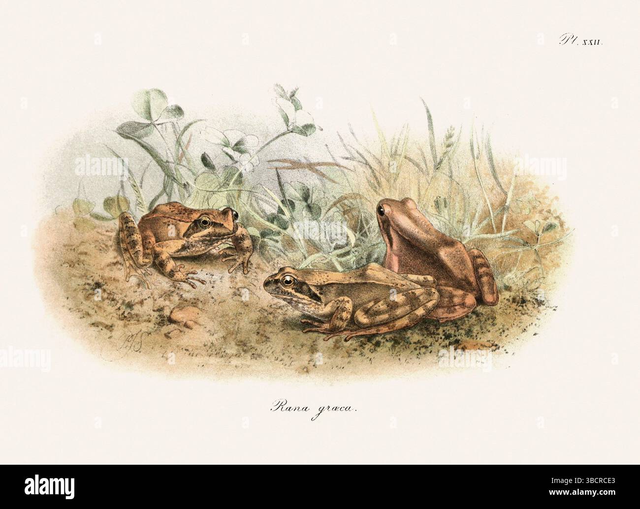 Illustrazione di rana d'epoca da un libro batrachiano pubblicato a Londra nel 1897. Stile naturalistico, perfetto per collezionisti e amanti della natura. Foto Stock