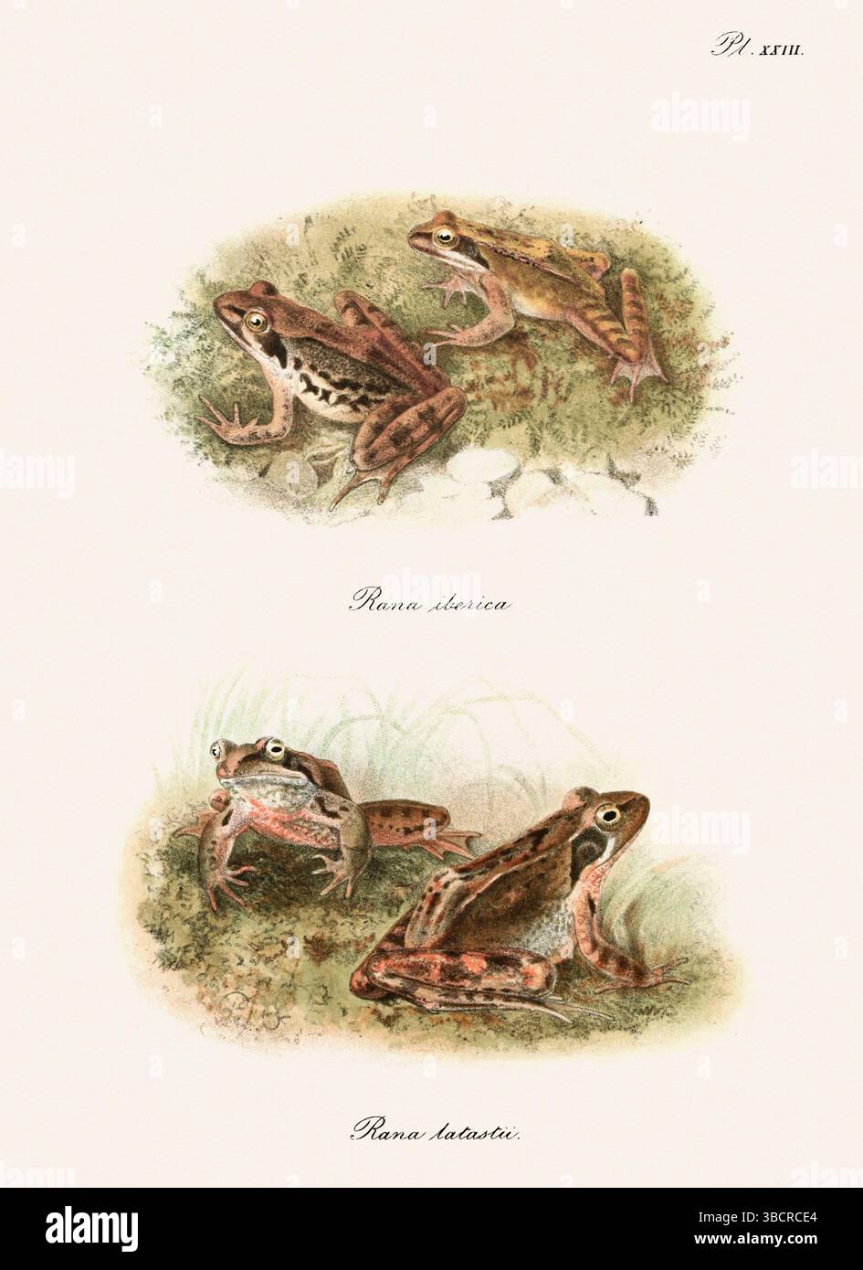 Illustrazione di rana d'epoca da un libro batrachiano pubblicato a Londra nel 1897. Stile naturalistico, perfetto per collezionisti e amanti della natura. Foto Stock