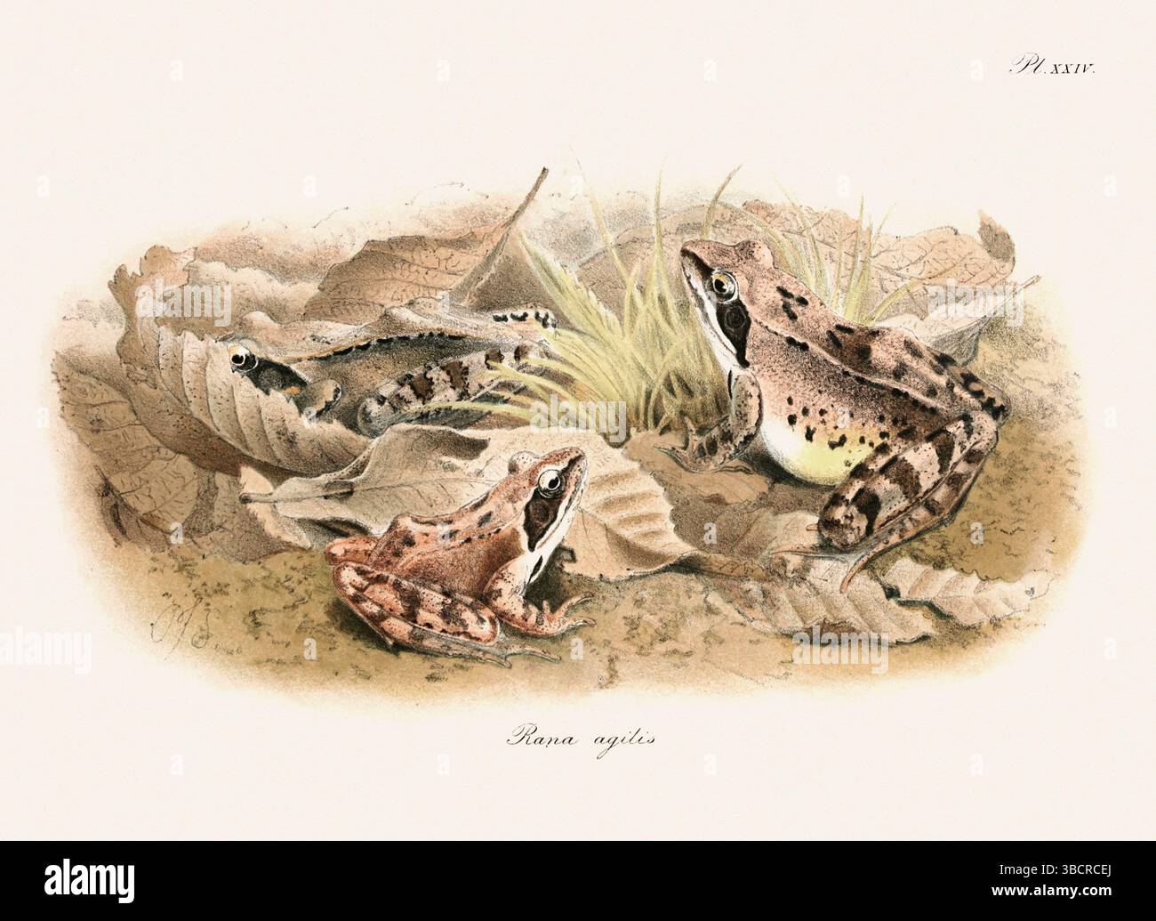 Illustrazione di rana d'epoca da un libro batrachiano pubblicato a Londra nel 1897. Stile naturalistico, perfetto per collezionisti e amanti della natura. Foto Stock
