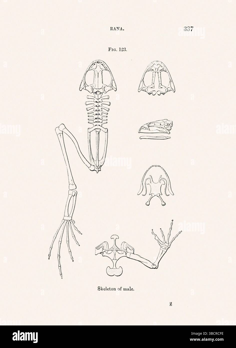 Illustrazione di rana d'epoca da un libro batrachiano pubblicato a Londra nel 1897. Stile naturalistico, perfetto per collezionisti e amanti della natura. Foto Stock
