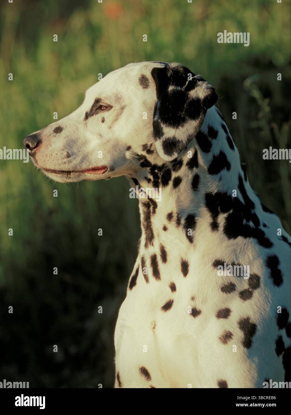 Dalmata, ritratto maschile, profilo, fuori Canis familiaris Foto Stock