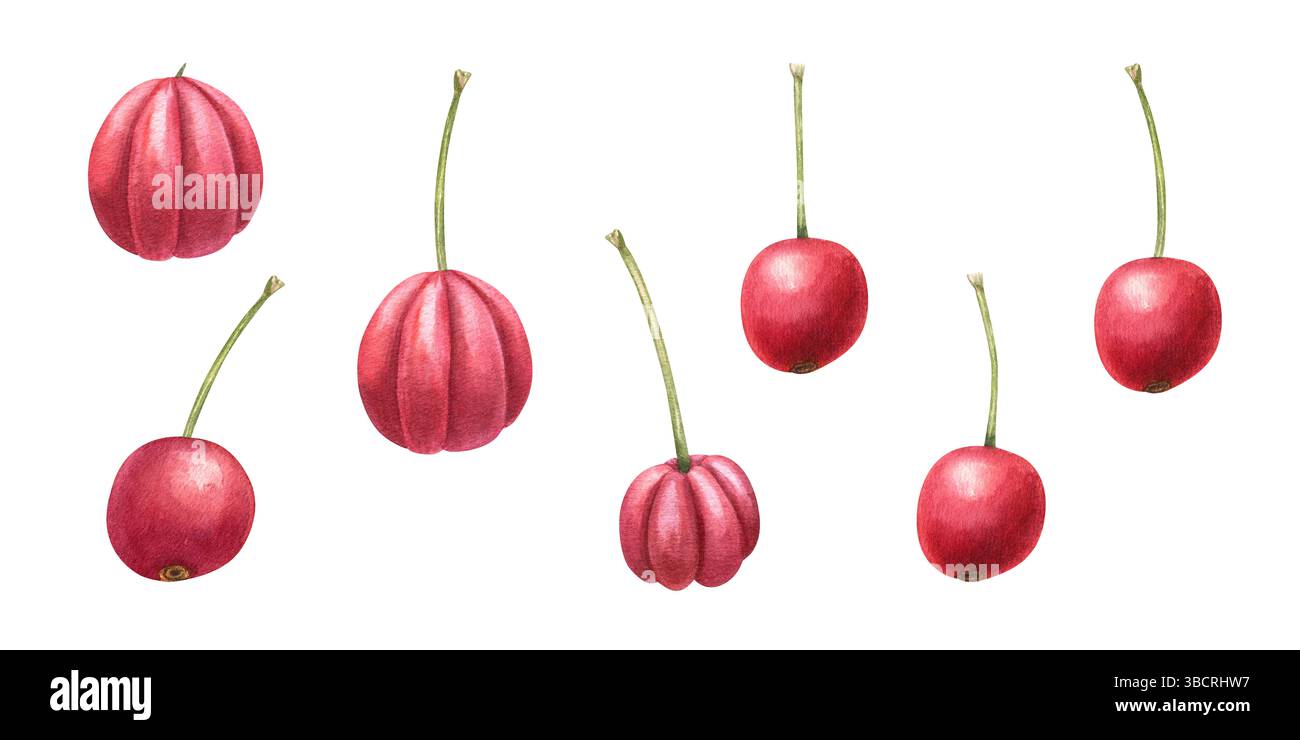 Acerola rossa fresca e ciliegie con set di gambali, sfondo isolato. Per il branding di alimenti sani, l'etichetta del succo, nutrizionali Foto Stock