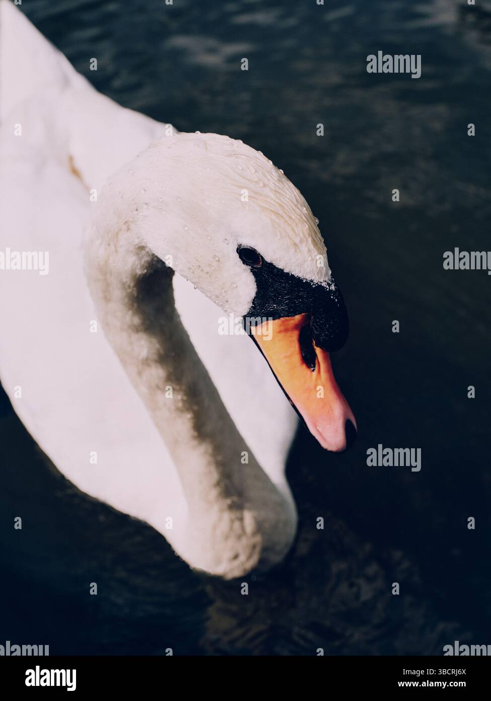 Lone Mute Swan COB - dettaglio cigno bianco maschio Foto Stock