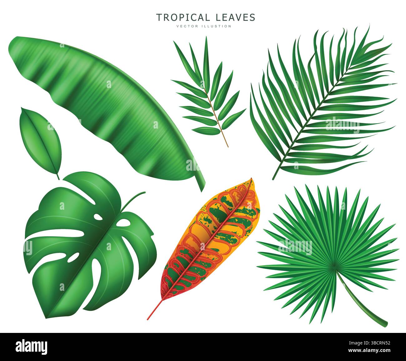 Foglie tropicali isolate su sfondo bianco, illustrazione vettoriale Illustrazione Vettoriale