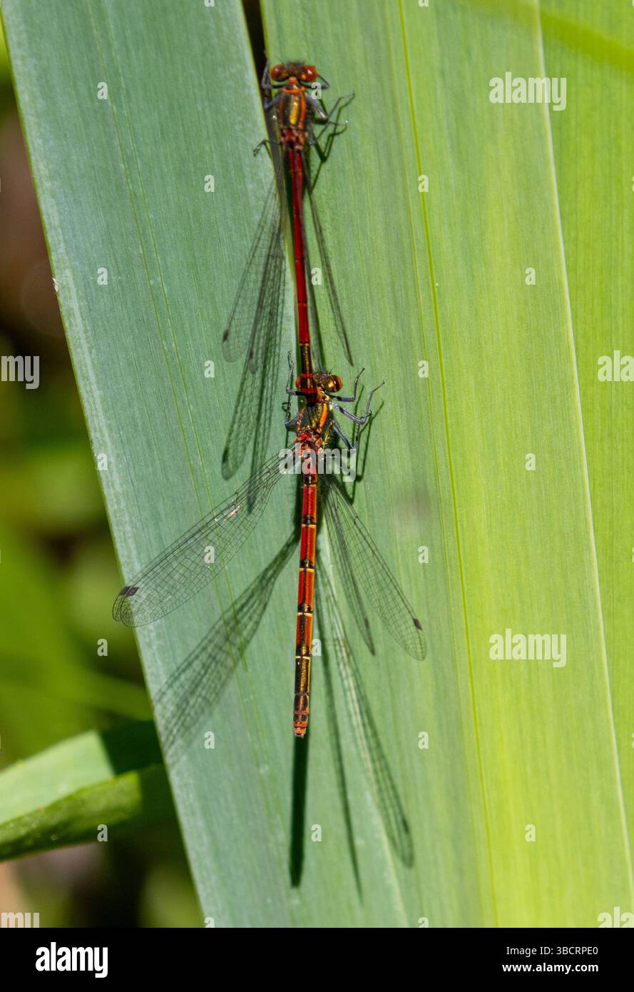 Grandi Damselflies rosse nel poliziotto Foto Stock