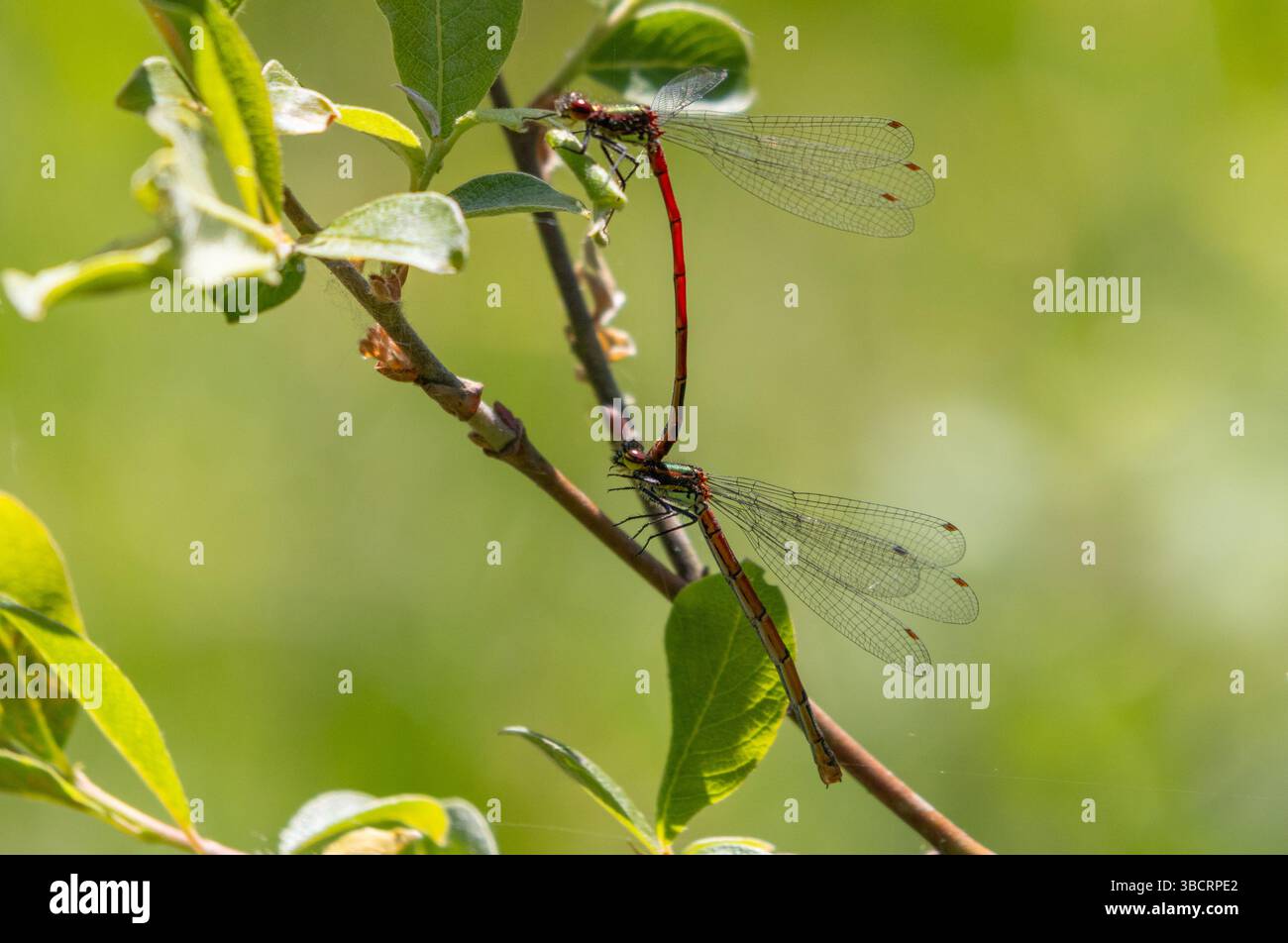 Grandi Damselflies rosse nel poliziotto Foto Stock