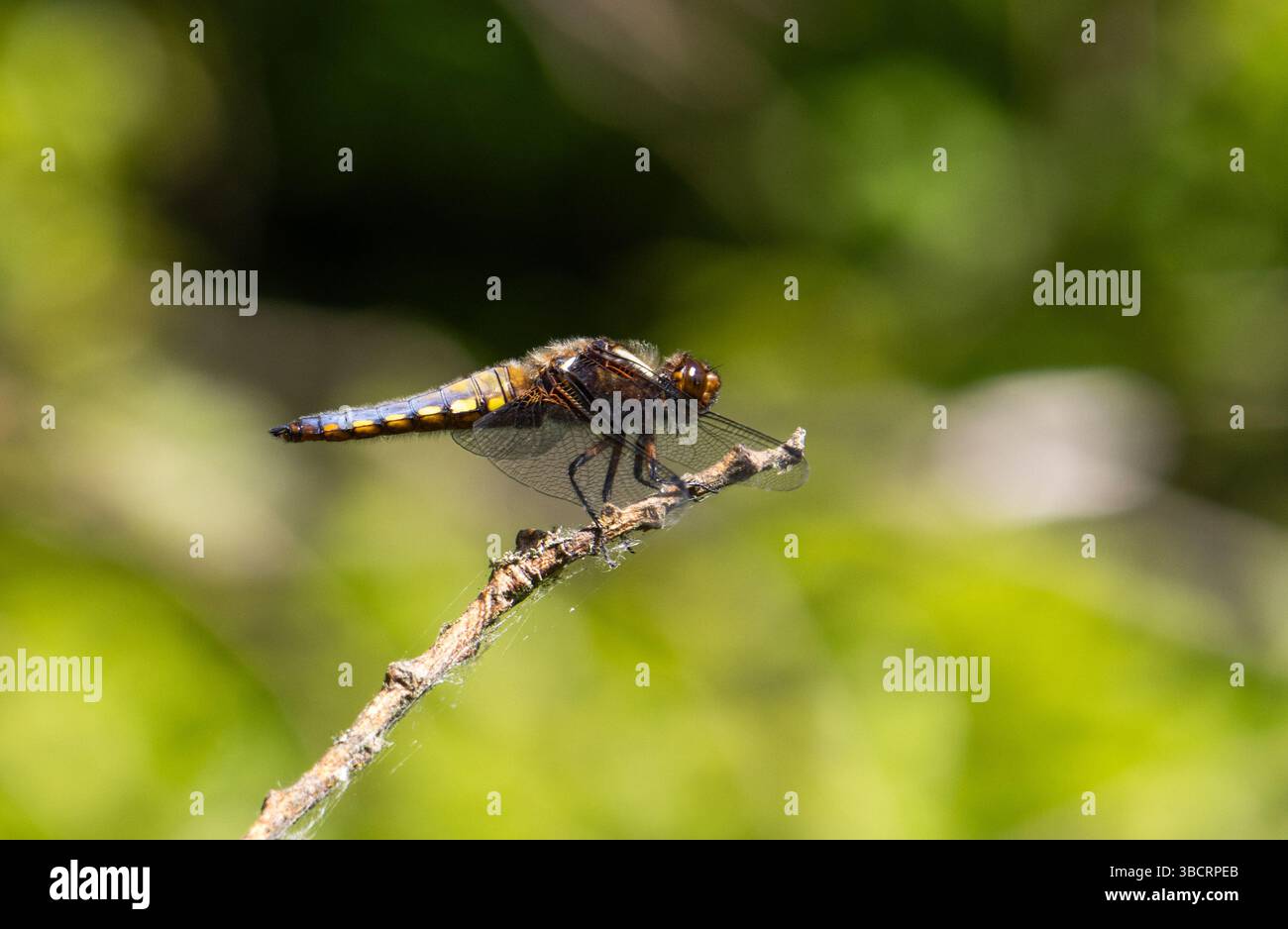 Dragonfly Chaser maschile dal corpo ampio arroccato su ramoscelli Foto Stock