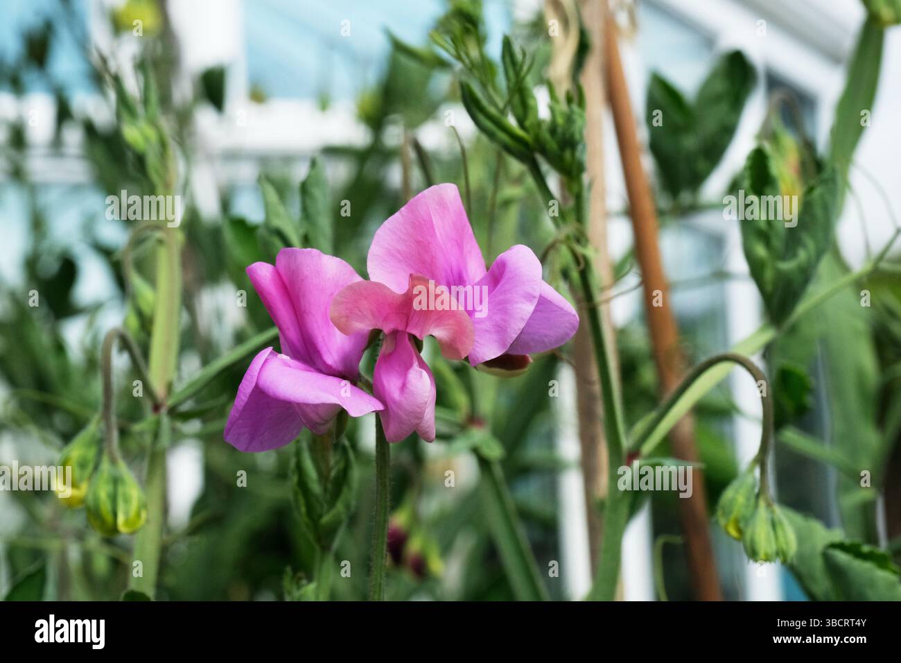 Il primo fiore della dolce pisella Foto Stock