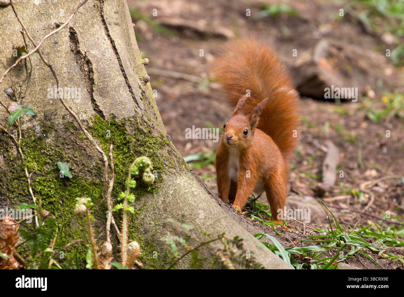 Primo piano di uno scoiattolo rosso britannico (Sciurus vulgaris), curioso e selvaggio, isolato nel bosco su tutte le quattro, grande coda cespugliosa nell'aria, vicino alla base dell'albero. Foto Stock