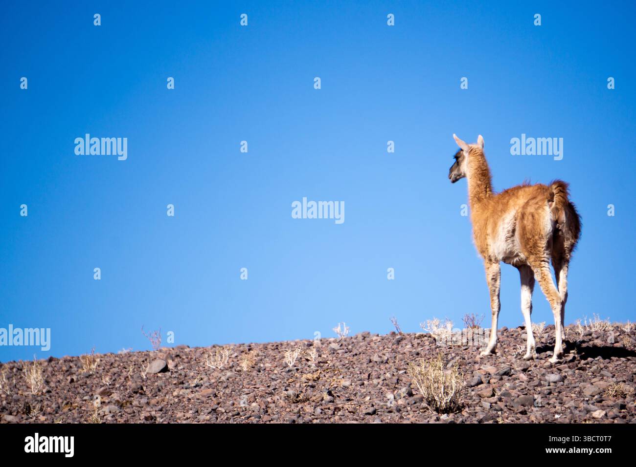 Guanaco nativo (Lama Guanicoe) esplorando le pianure aride e battute dal vento del deserto di Atacama, nel nord del Cile, in condizioni difficili e paesaggi selvaggi Foto Stock