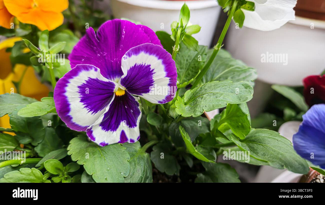 Viola tricolore o padelle in pentole nel cortile vicino alla casa. Design della trama, decorazione dell'attico. Piantine Foto Stock