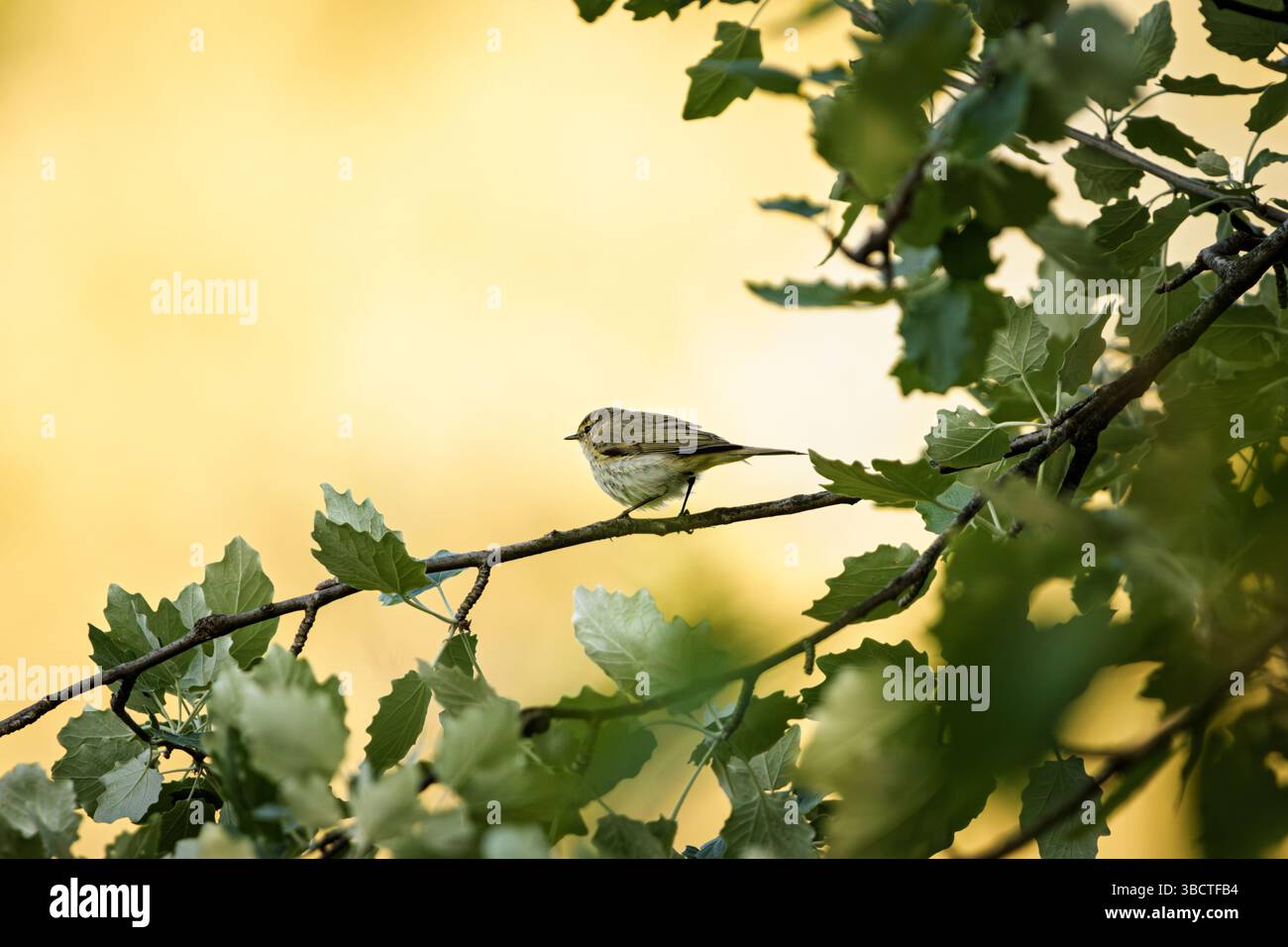 Una chiffchaff si trova tranquillamente su un ramo frondoso, incorniciato dalla luce dell'inizio dell'autunno. Il suo piumaggio marrone oliva si fonde dolcemente con i toni naturali della foresta. Foto Stock