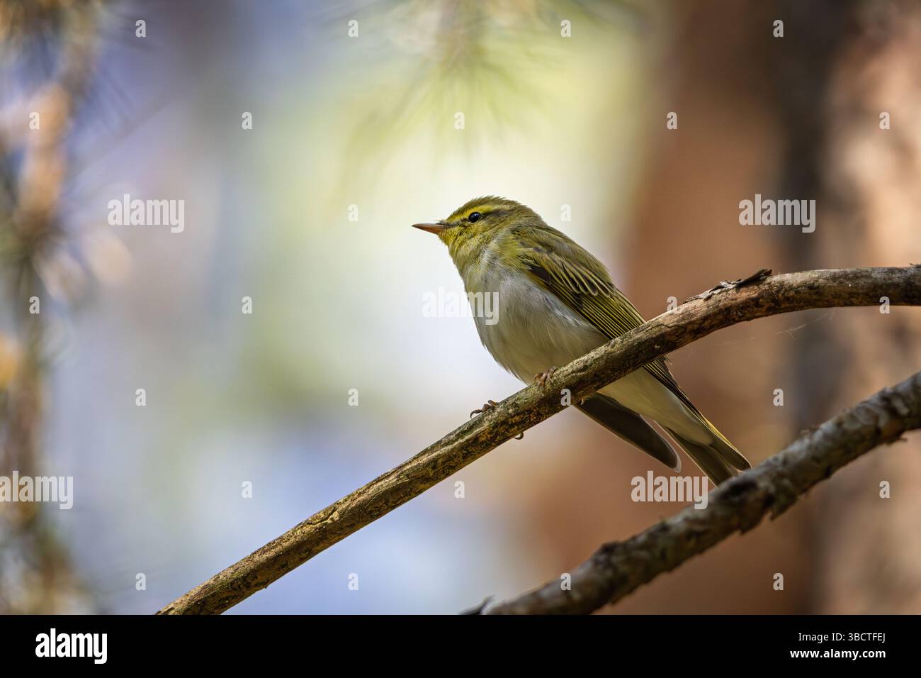 Una parula di legno (Phylloscopus sibilatrix) poggia su un ramo sottile, bagnata dalla morbida luce della foresta. Con la sua parte inferiore limonosa e le ali verdi oliva, questo modello Foto Stock