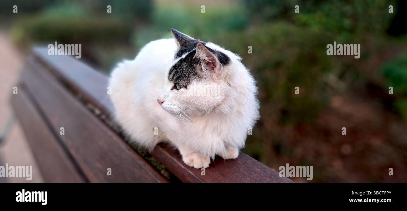 Bellissimo gatto bianco con macchie grigie seduto su una panchina di legno in un parco, godendosi il pomeriggio Foto Stock