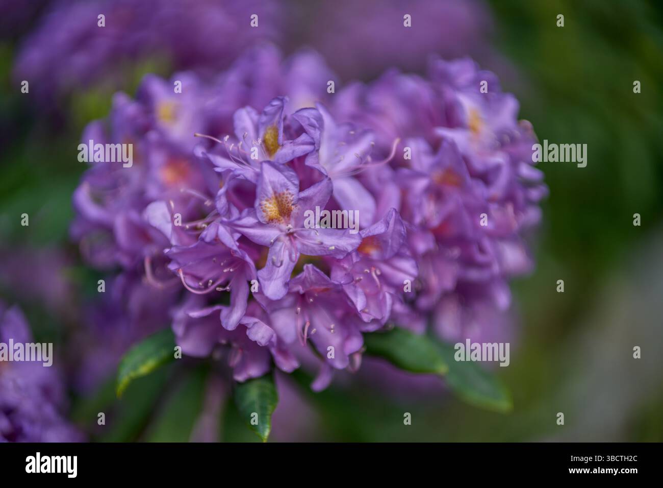 Tulipani viola rosa dai colori vivaci Foto Stock