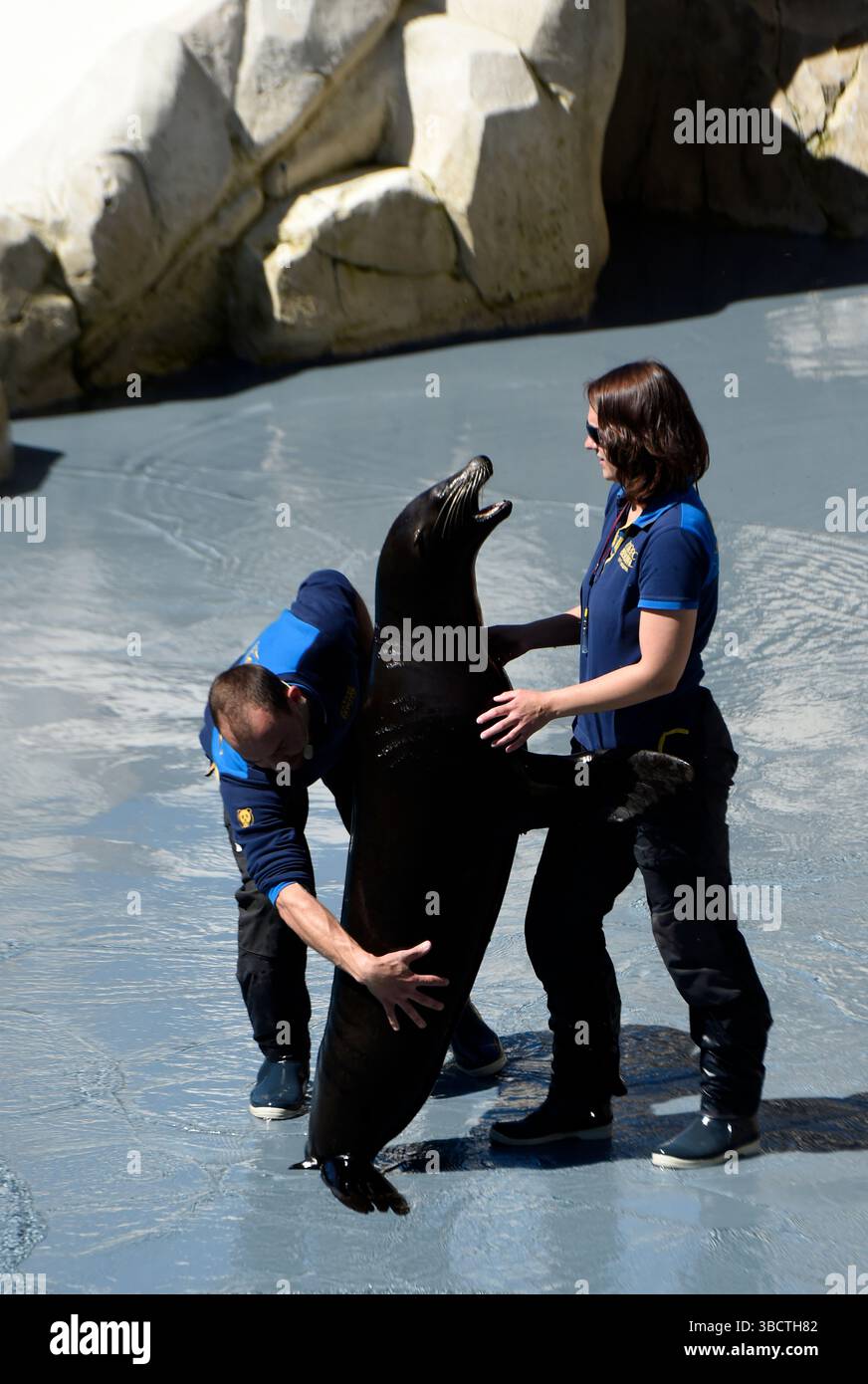 Leone marino della California allo zoo Beauval, Saint Aignan, Francia. Foto Stock