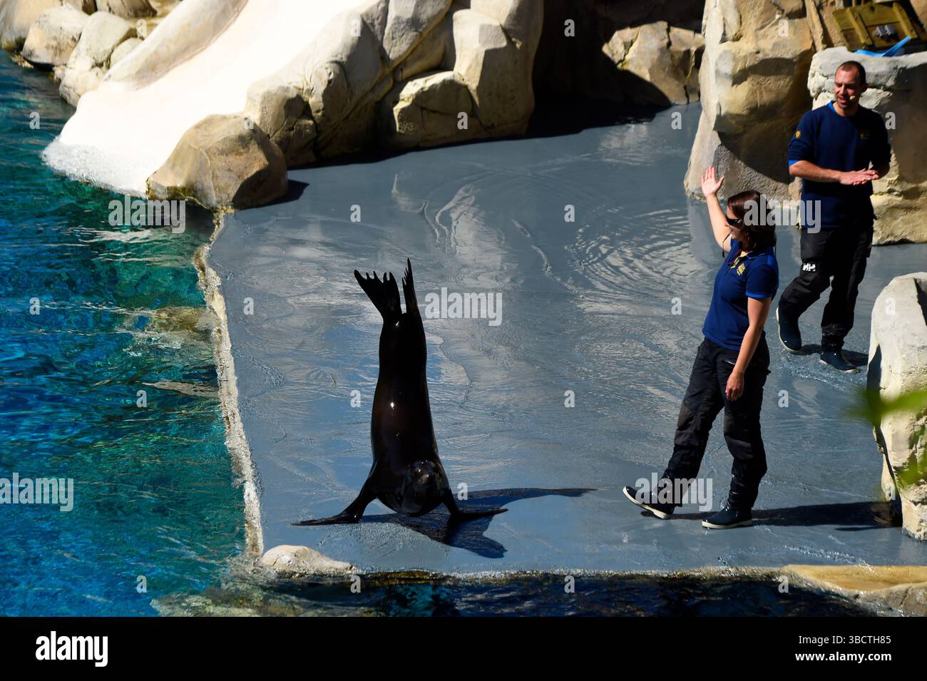 Sealion allo zoo di Beauval, Saint Aignan, Francia. Foto Stock