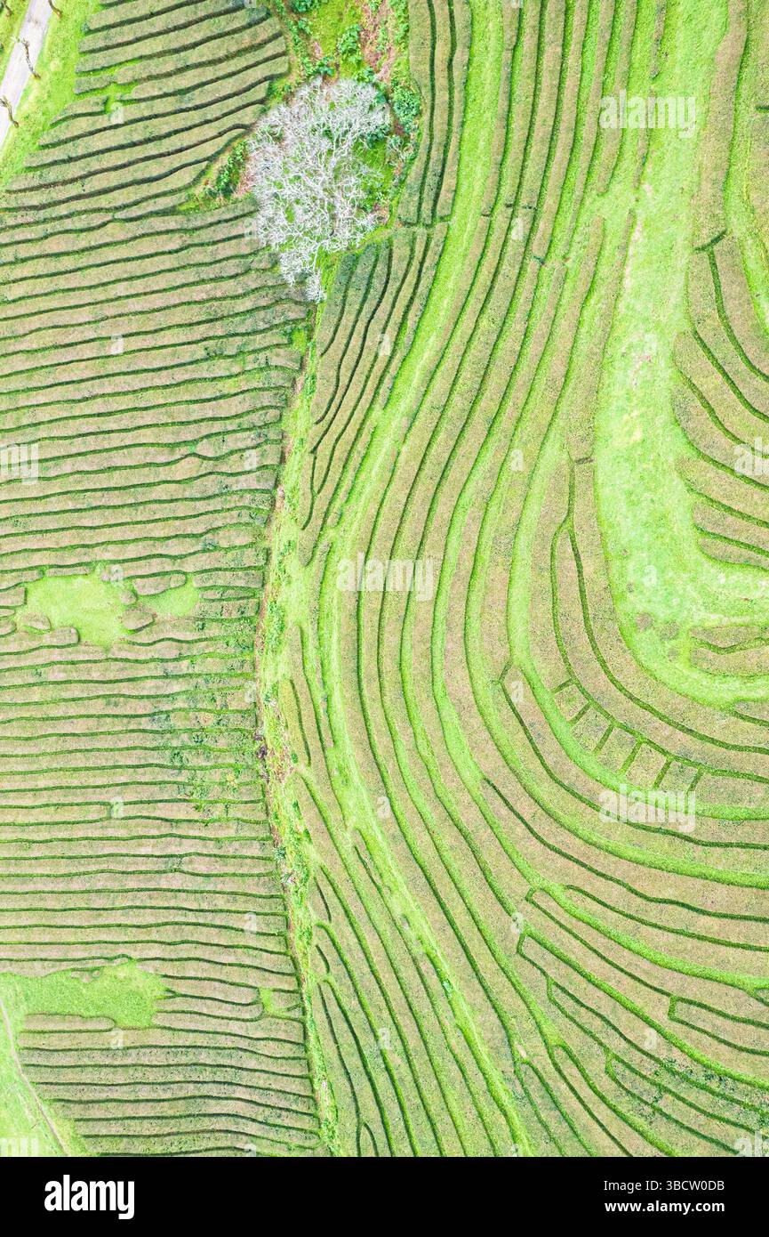 vista aerea dall'alto verso il basso di una piantagione di tè, motivi di fondo Foto Stock