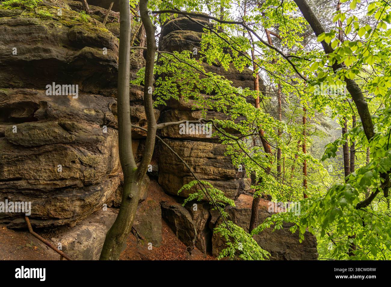 Felsformation und Wald im Nationalpark Böhmische Schweiz bei Hřensko, Tschechische Republik | formazione rocciosa e foresta a Boemia Svizzera Natio Foto Stock